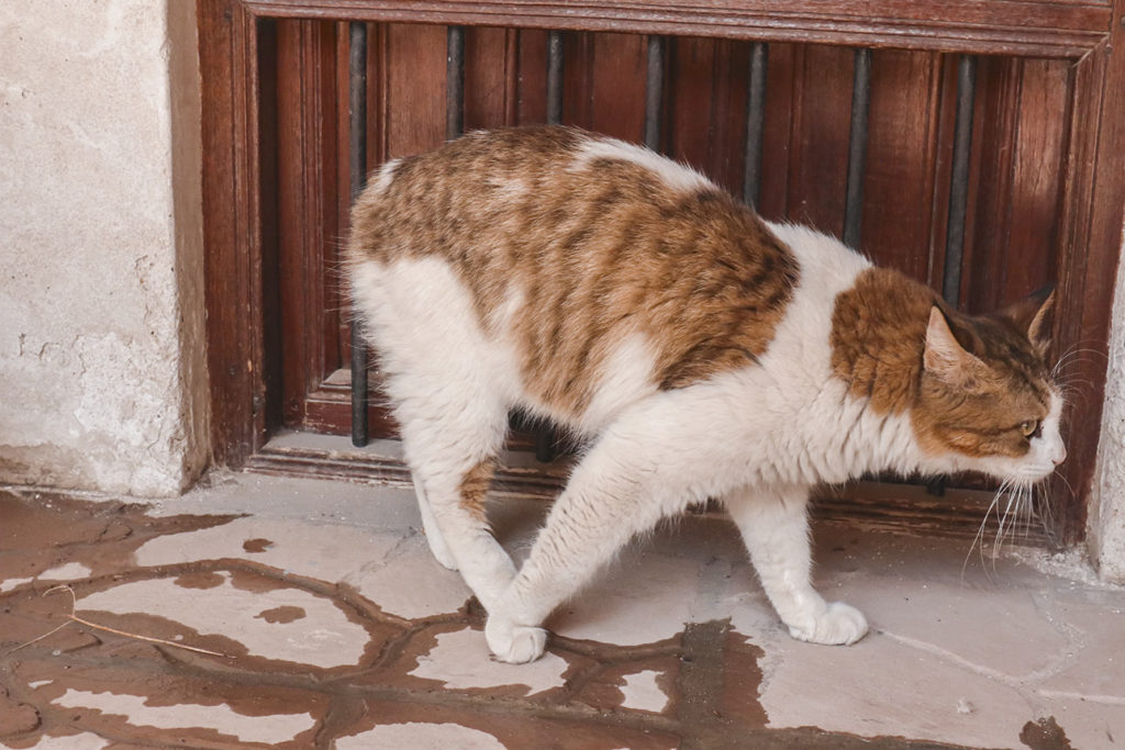 杜拜的貓在門前