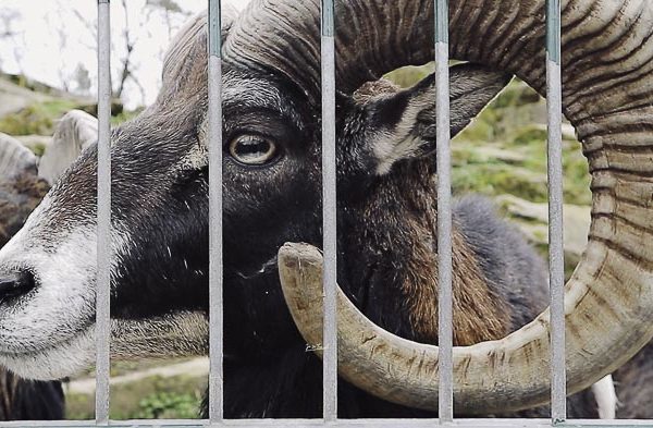 普福爾茨海姆野生動物園